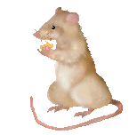 Ratatouille Ratatouille
